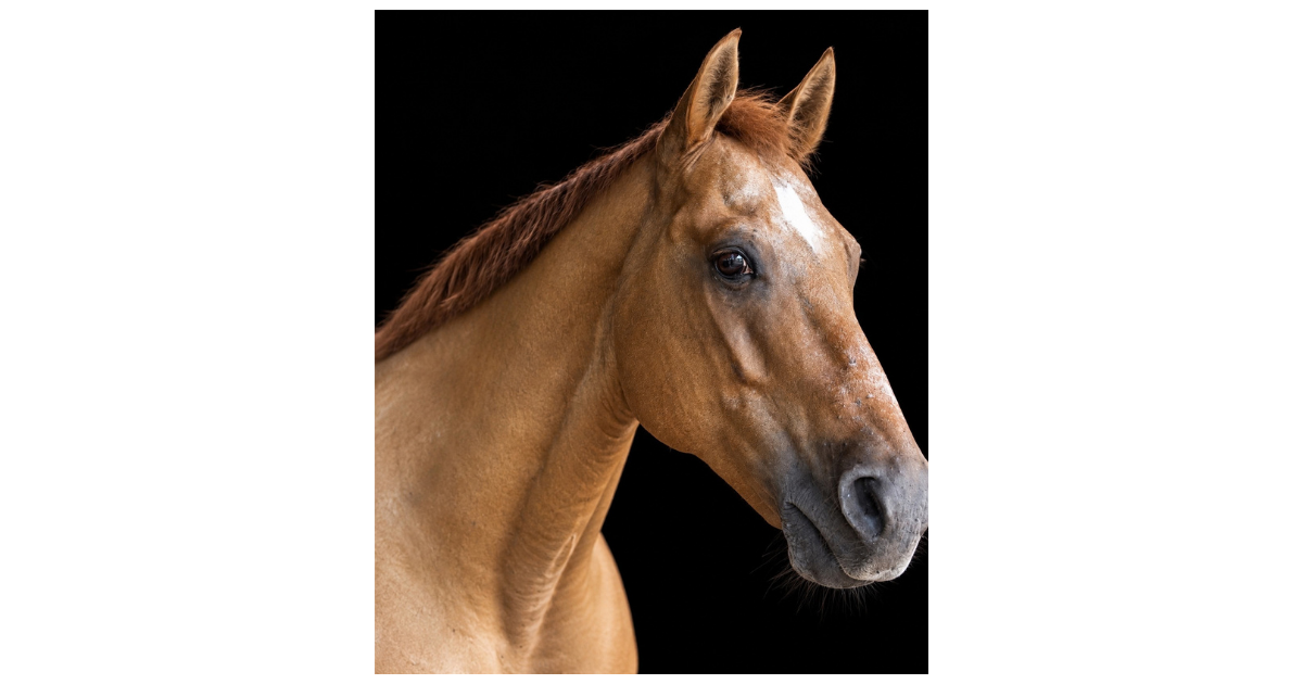 Campaign cover image for Support Wrangler | The Spirited Encourager