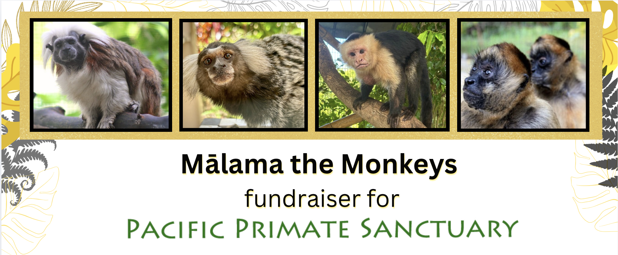 Campaign cover image for Mālama the Monkeys Fundraiser for Pacific Primate Sanctuary 2026