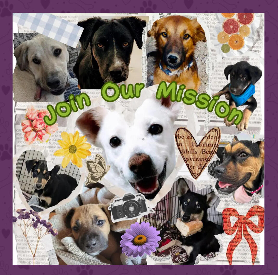 Campaign cover image for San Miguel de Allende  Dog Park