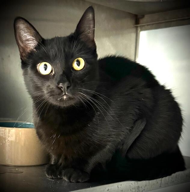 Campaign cover image for Support Black Cat Fund