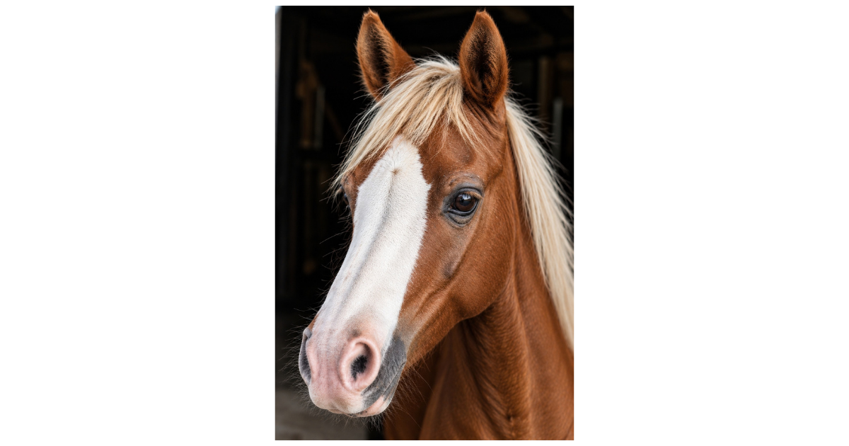 Campaign cover image for Support Buttercup | The Barn Ambassador