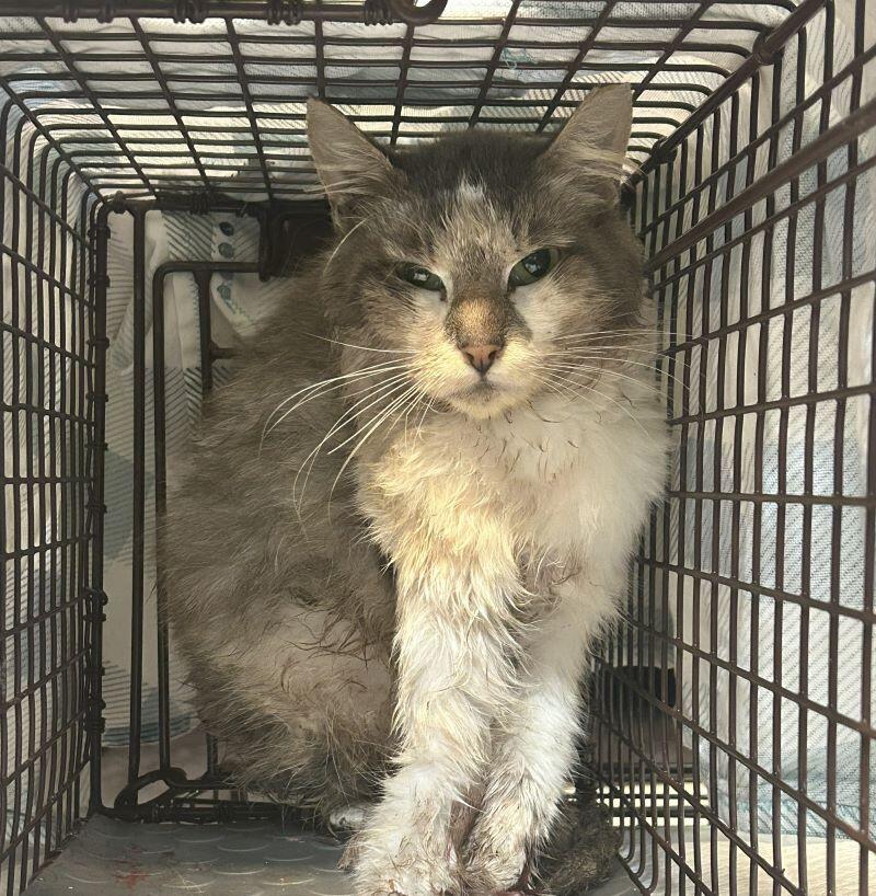 Campaign cover image for SNOWY's mangled foot must be amputated urgently!