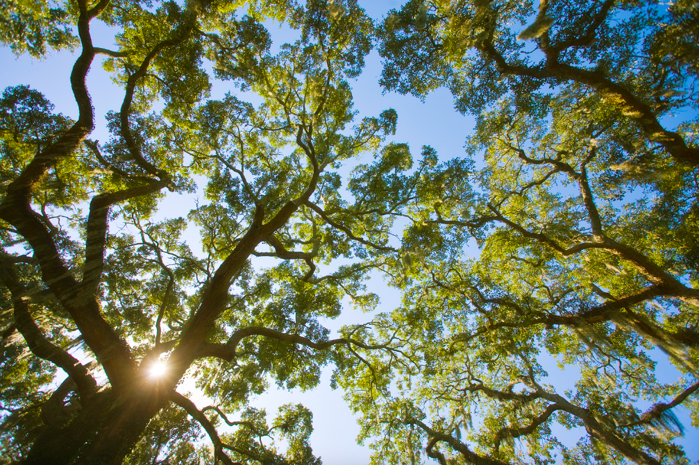 Campaign cover image for Canyon Conversations-Celebrating Old Growth Forests