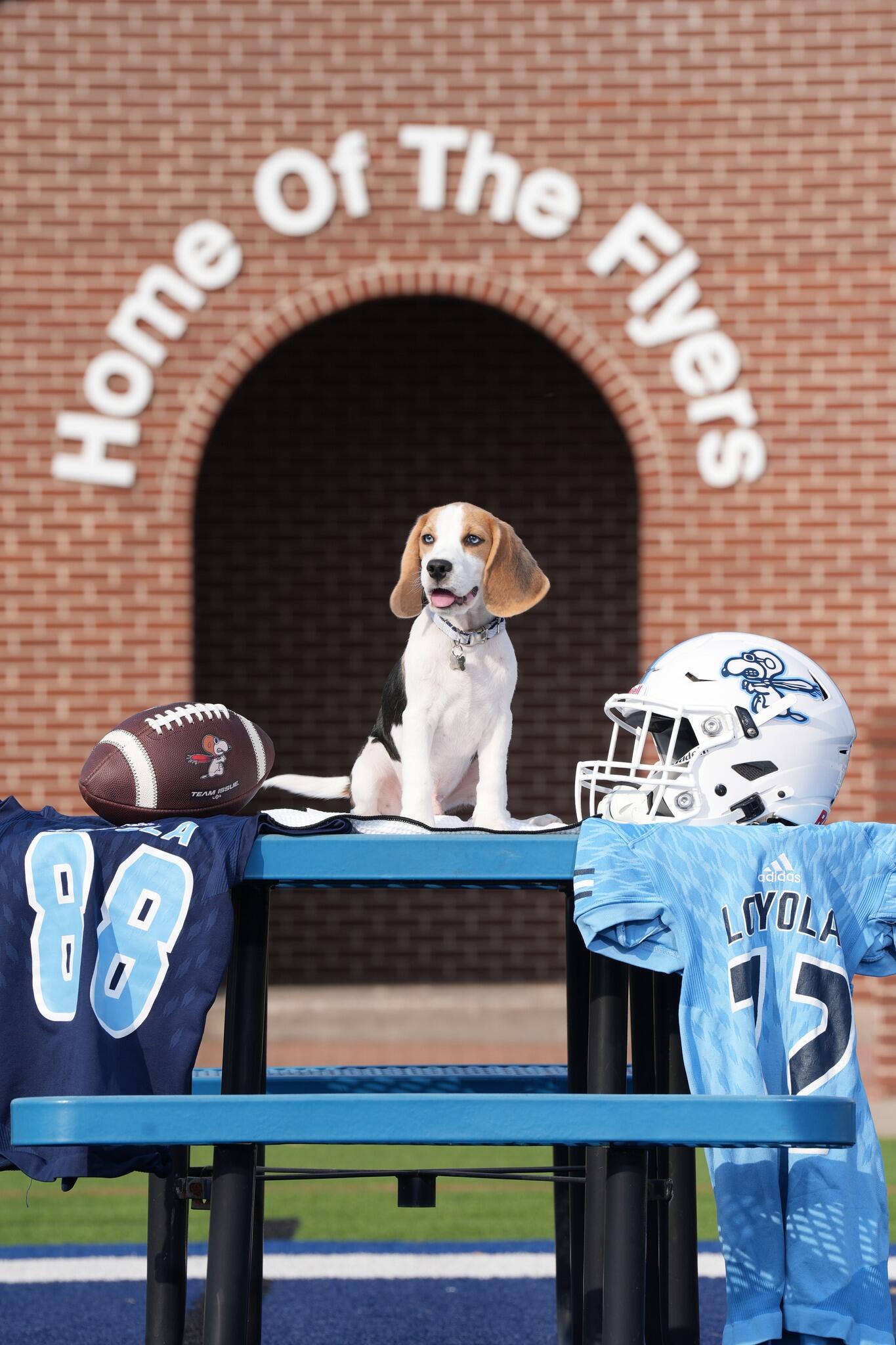 Campaign cover image for Flyer I - Loyola's Mascot - 🎱🐾 Flyer Rack & Roll Fundraiser 🐾🎱