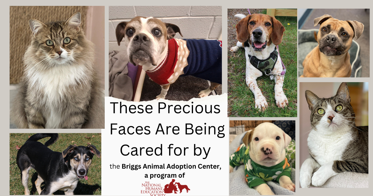 Campaign cover image for Briggs Animal Adoption Center Emergency Operating Funds Needed