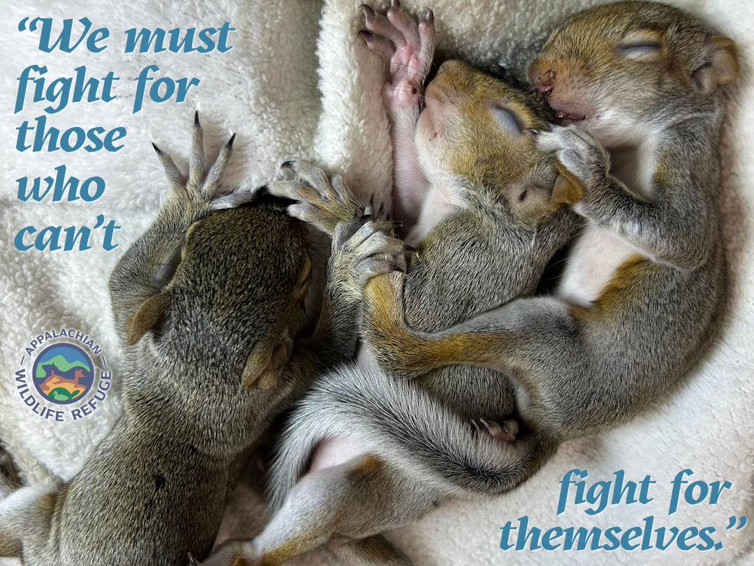 Campaign cover image for Wild for Winter!