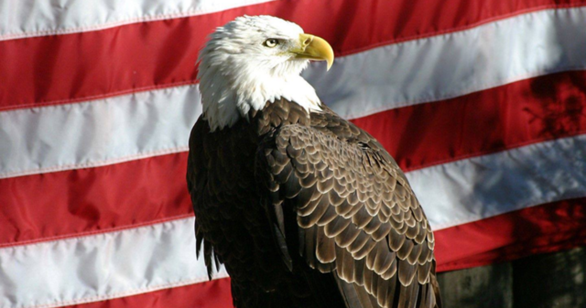 Campaign cover image for Adopt Glory the Eagle