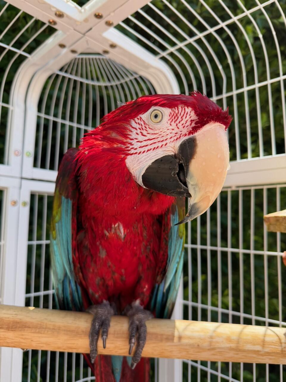 Campaign cover image for Sponsor the Flock
