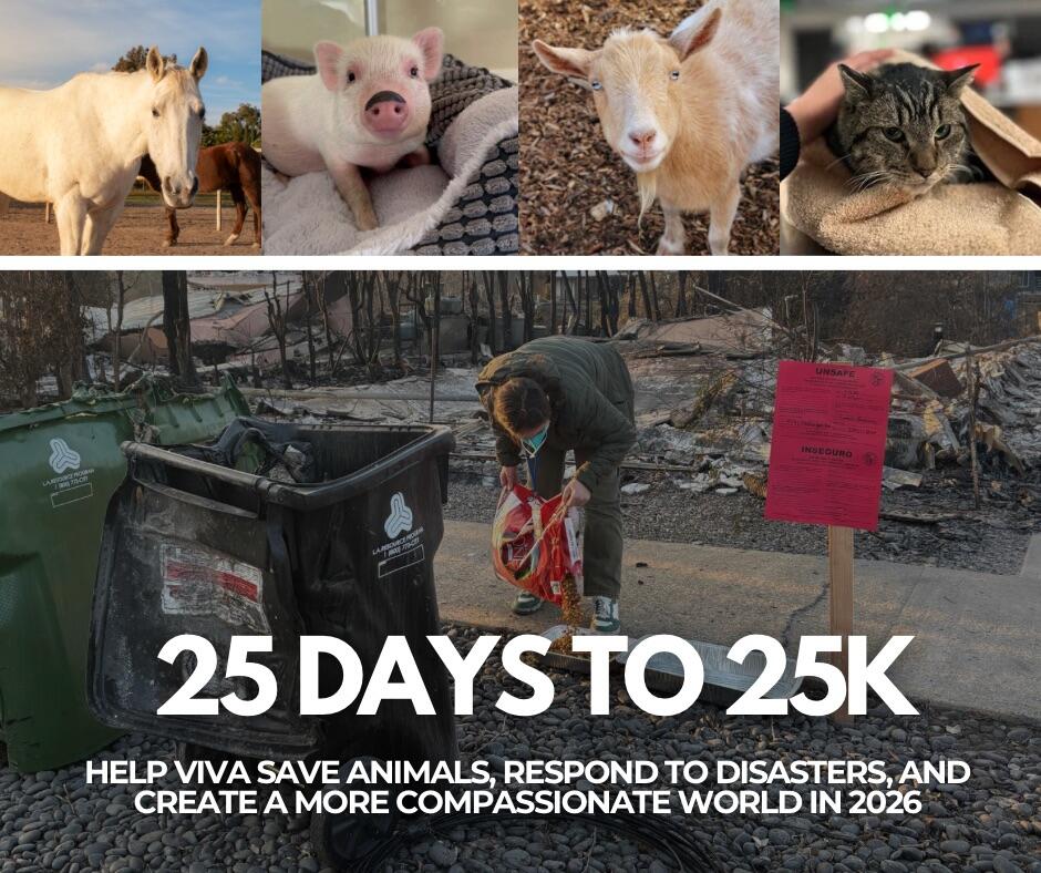 Campaign cover image for 25 days to 25k
