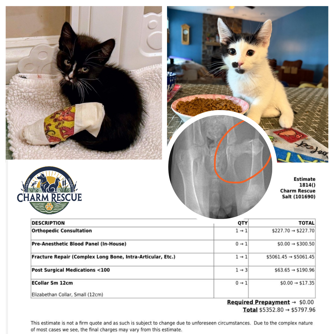 Campaign cover image for Help Twizzler and Salt Receive Emergency Medical Care!