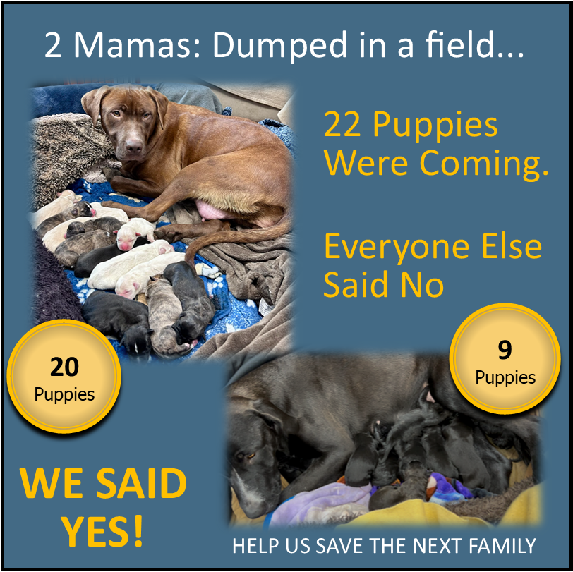 Campaign cover image for They Said No. We Said YES. This rescue refused to walk away.