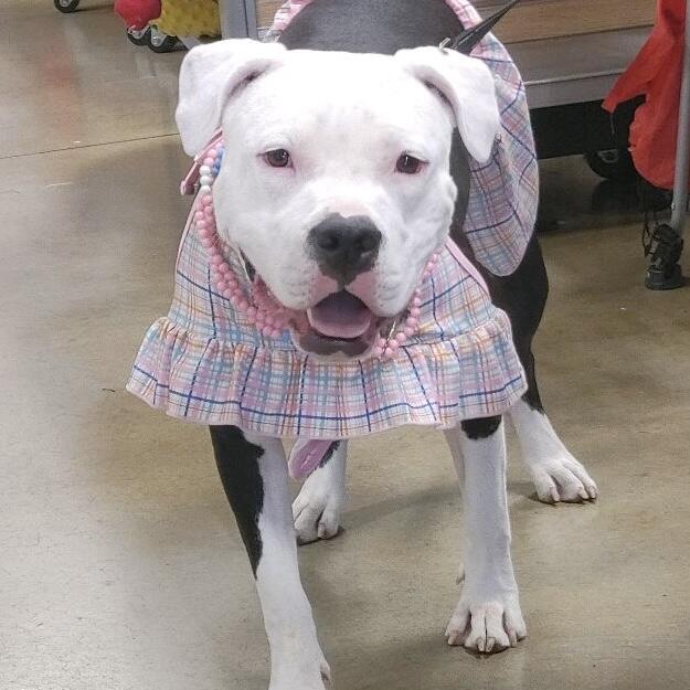 Campaign cover image for BACK THE "WAG" DOGS RULE - PAWS DOWN