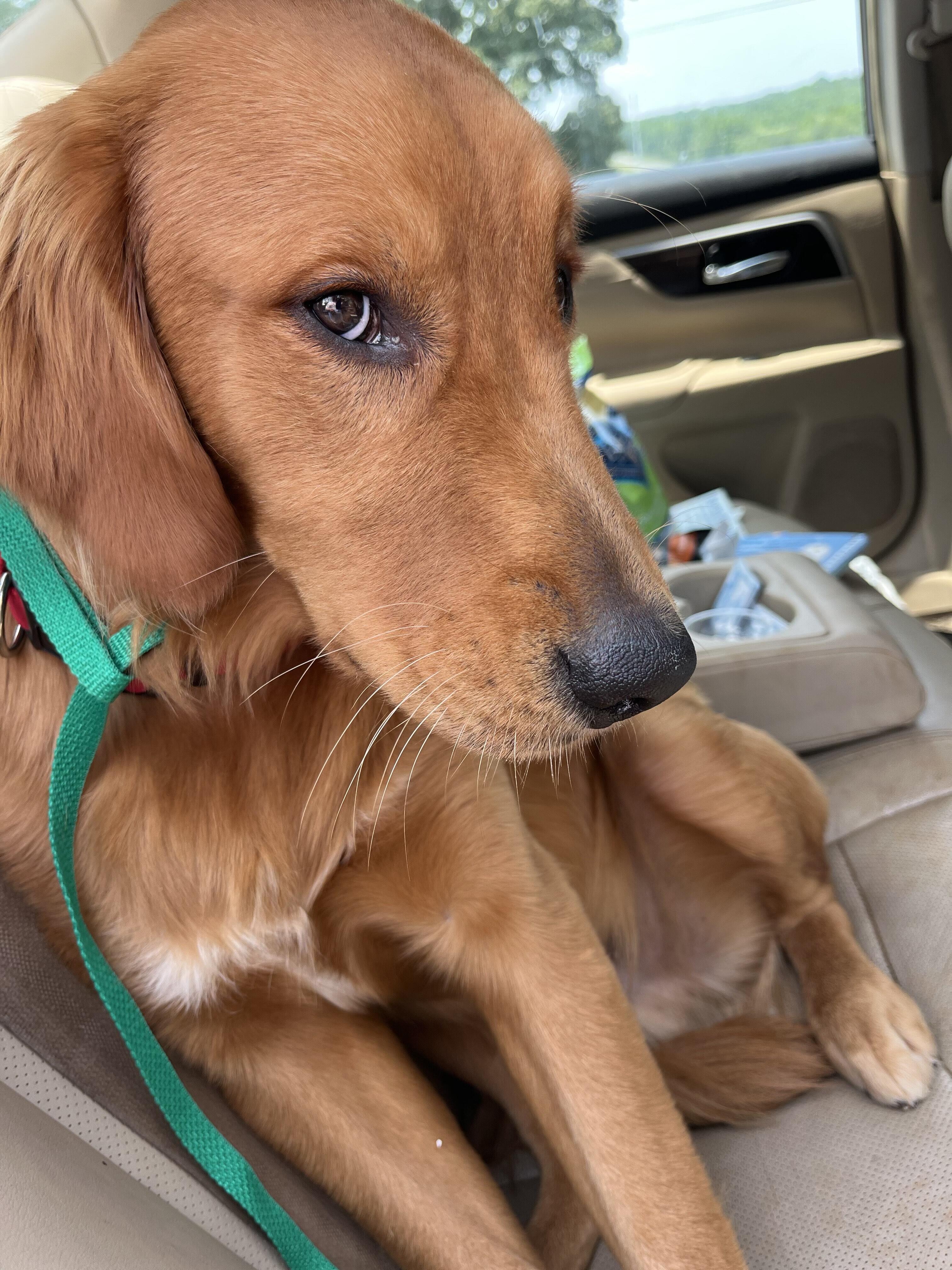 Campaign cover image for Charlie Gaines - HeartsRGolden Fund