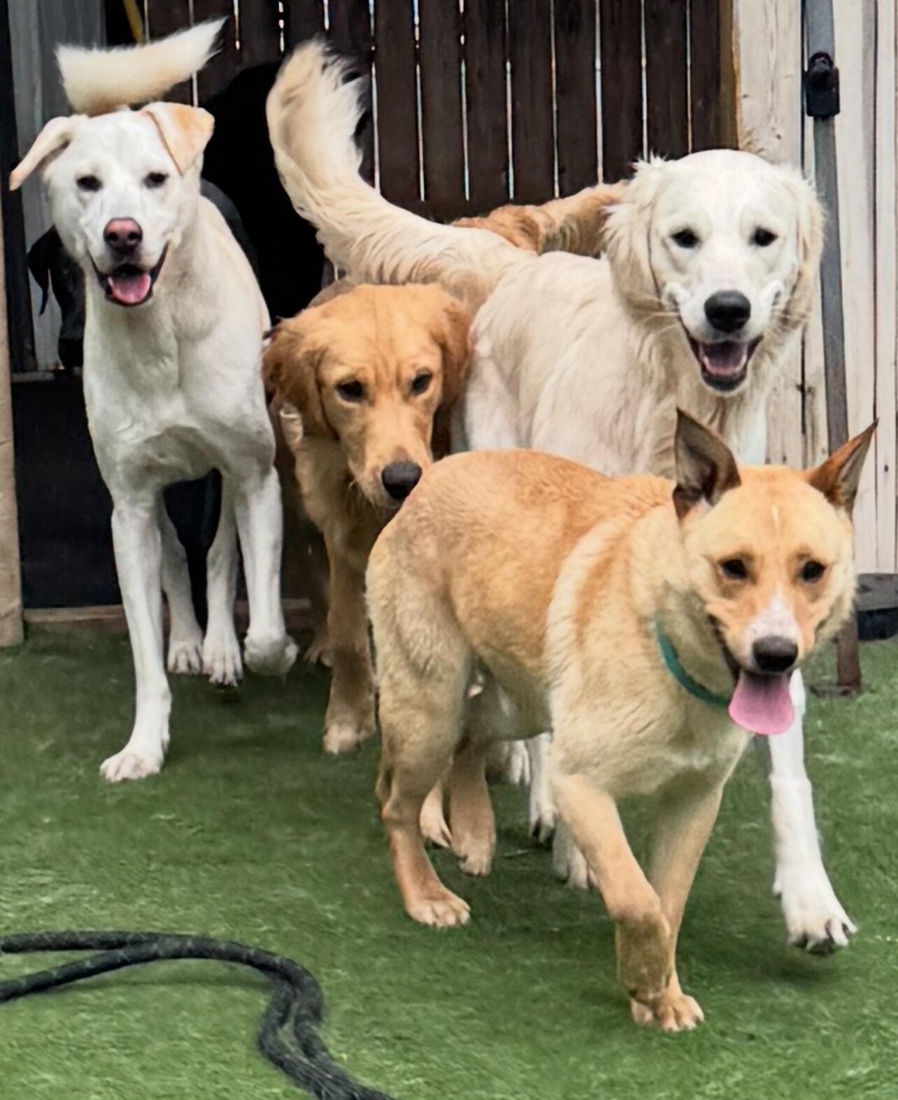 Campaign cover image for EHR's Puptoberfest 2025 Vendor & Sponsor Registration