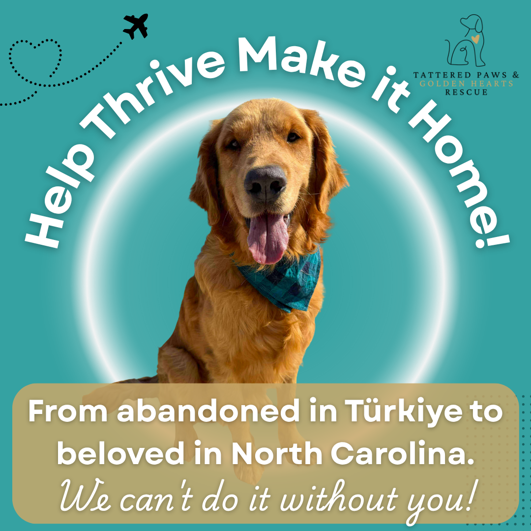Campaign cover image for Help Thrive Make it Home!