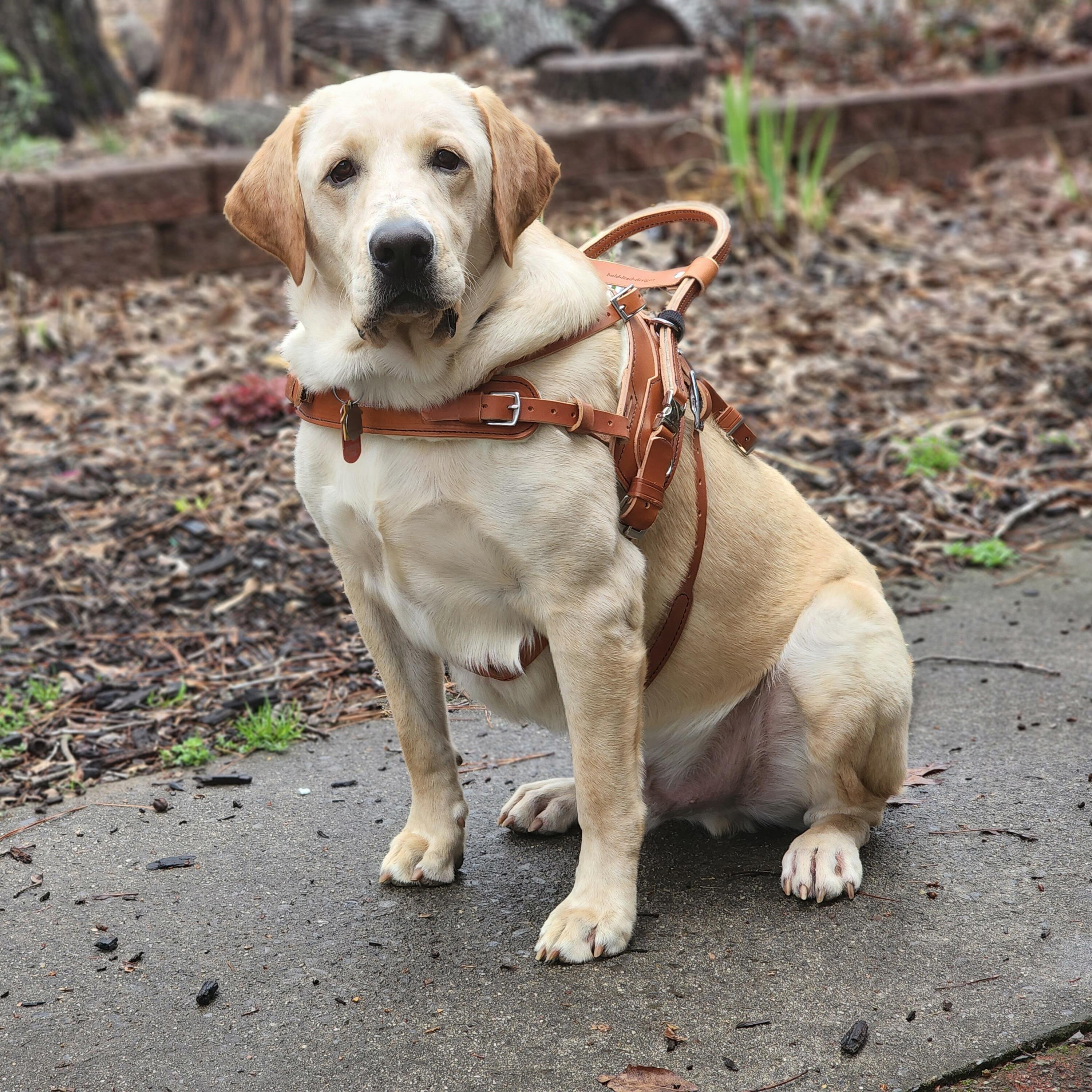 Campaign cover image for A Vision for Service Dog Duncan