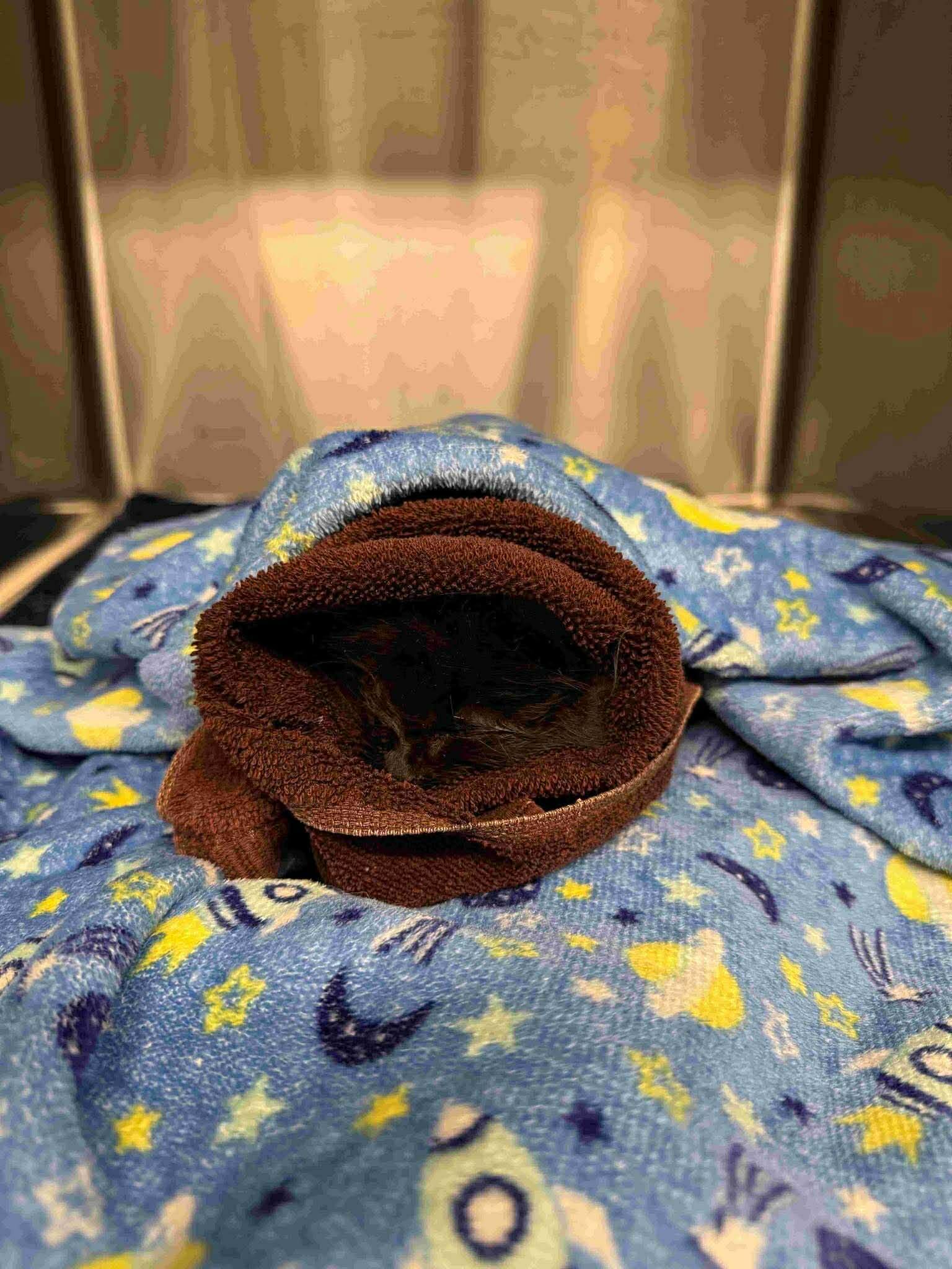 Campaign cover for Squish’s Second Chance