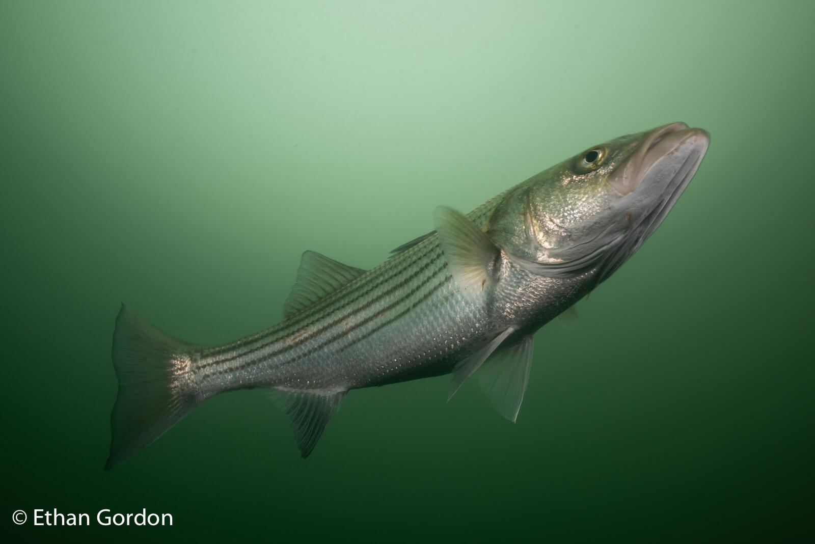 Campaign cover for Striped Bass Migration Tagging Campaign