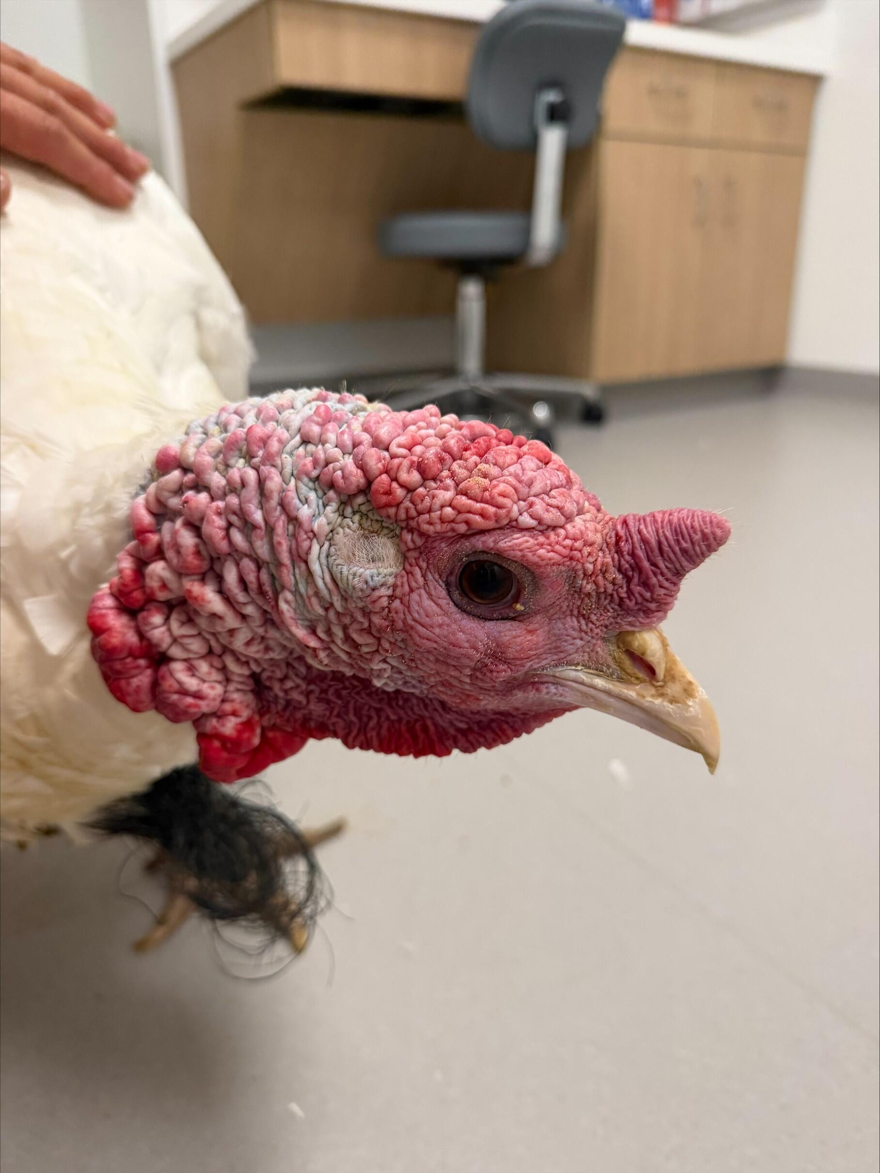 Campaign cover for 🚨 URGENT: Larry Needs Your Help 🦃❤️