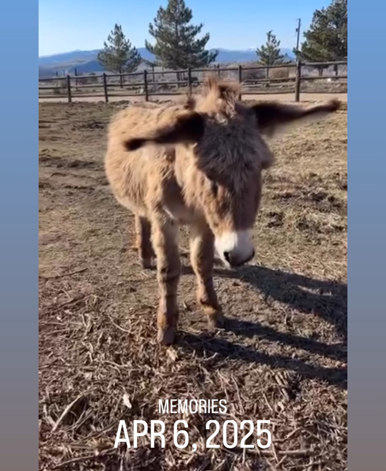 Campaign cover image for WOLF CREEK RANCH RESCUE