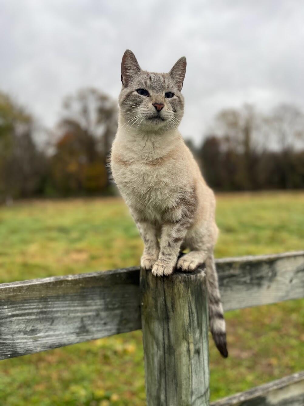 Campaign cover image for Barn Cat Buddy