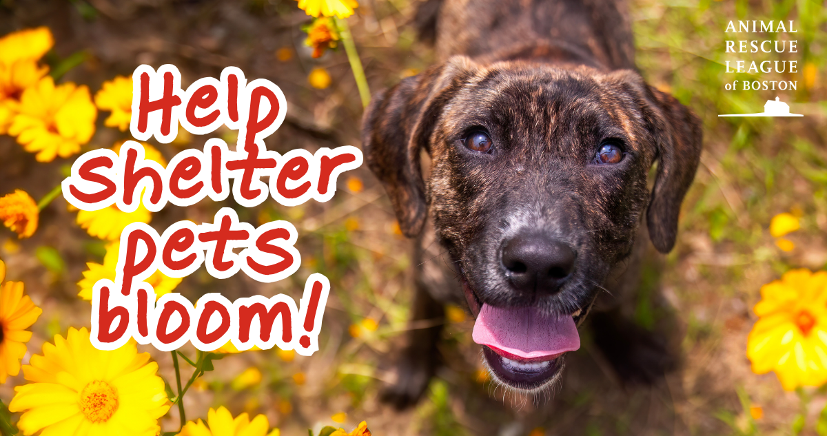 Campaign cover for Help our shelter pets bloom!