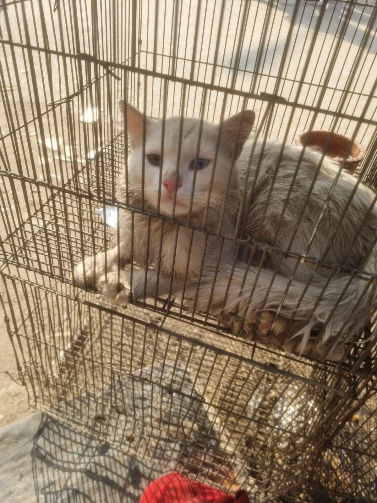 Campaign cover image for 8 Cats Rescued From a Cairo Market Need Your Help to Recover