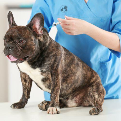 Campaign cover image for SJRAS Vaccine Clinic Sponsorship