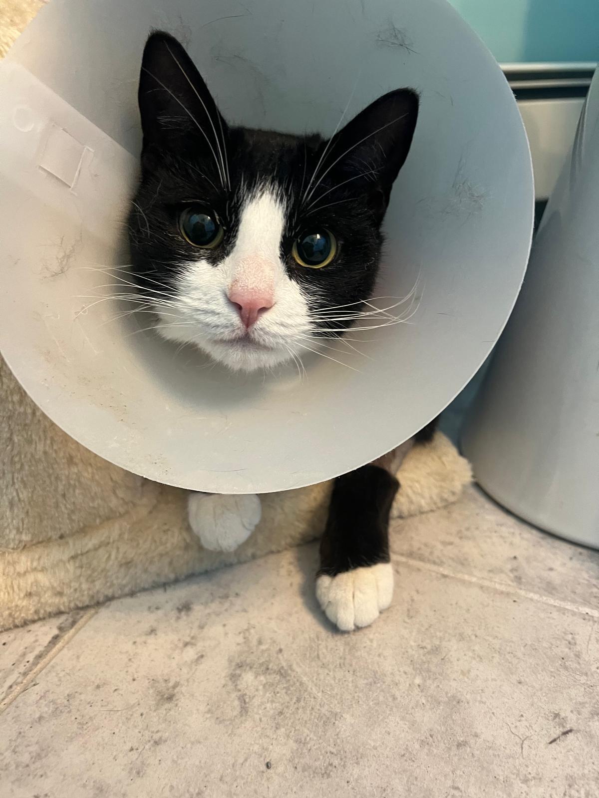 Campaign cover image for Help Cover Foster Cat Darcy's Medical Expenses