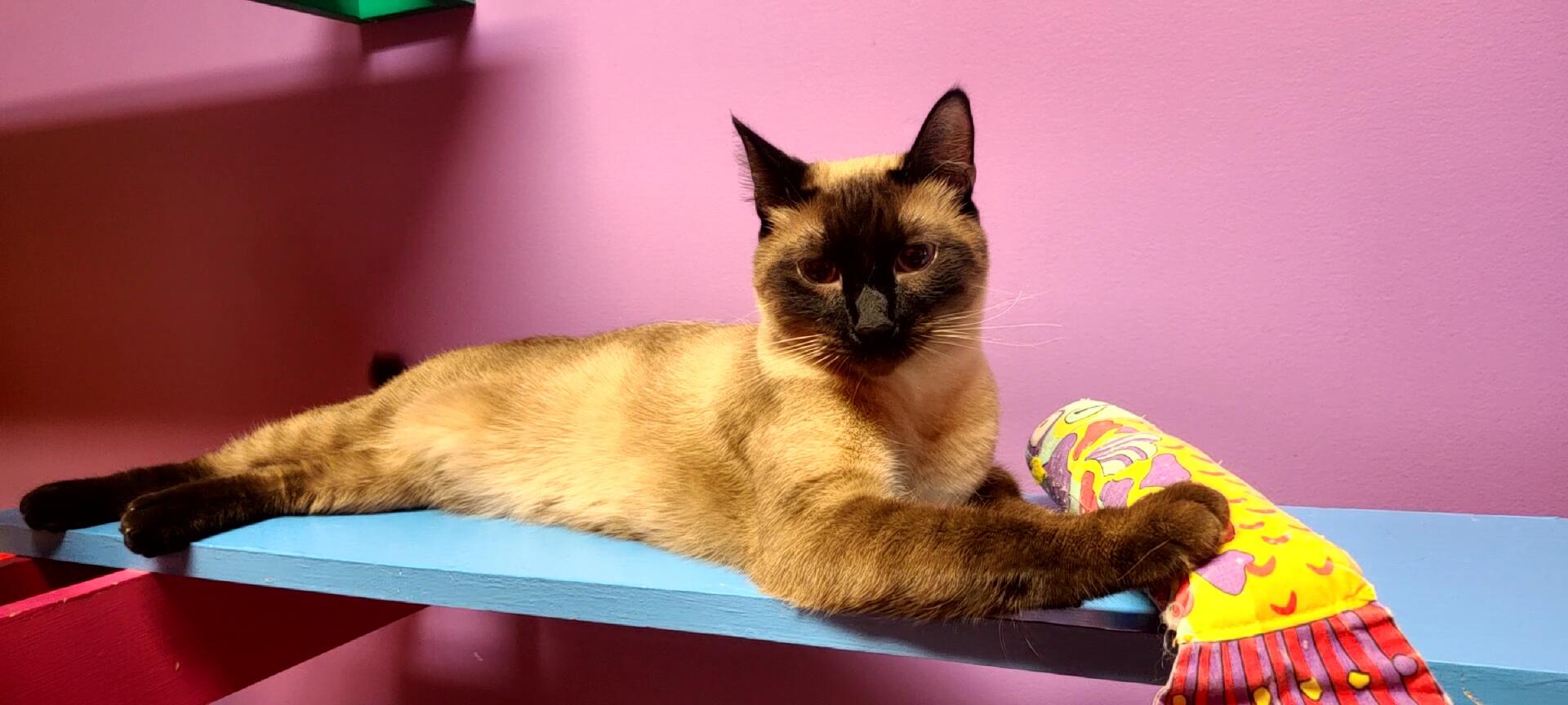 Campaign cover image for Hairball 2025