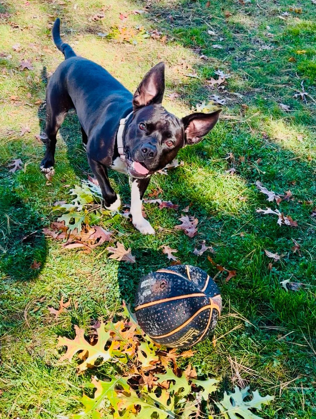 Campaign cover image for Help Maxxii Run Free Again!!