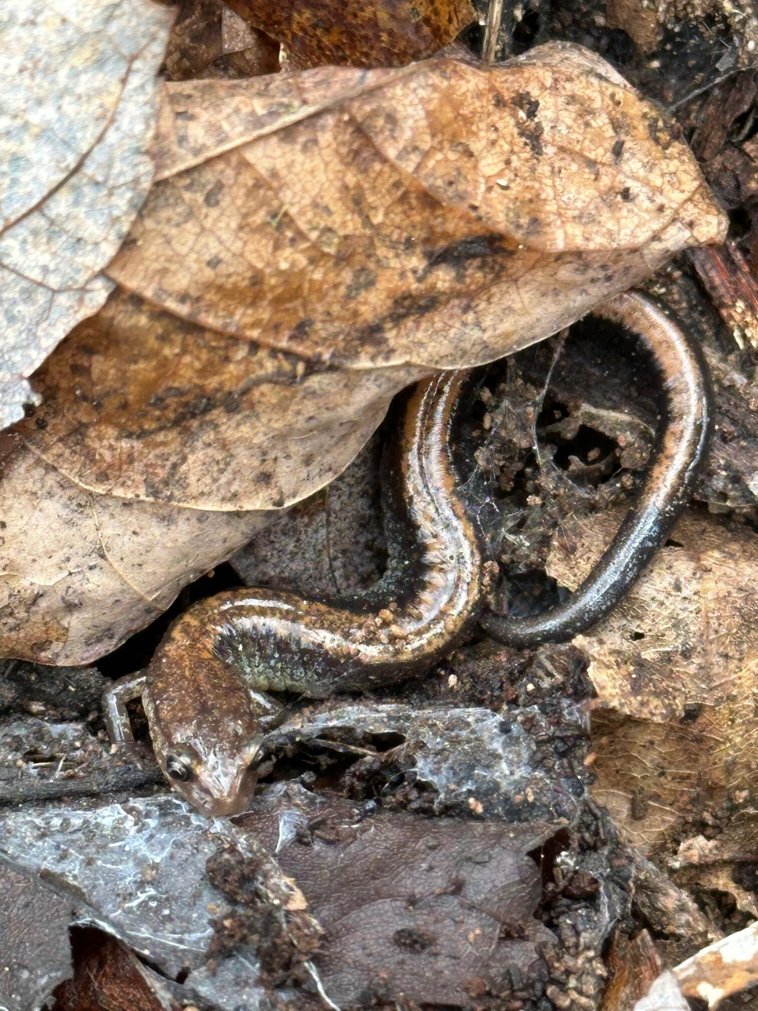 Campaign cover image for Amphibian Walk, All Ages