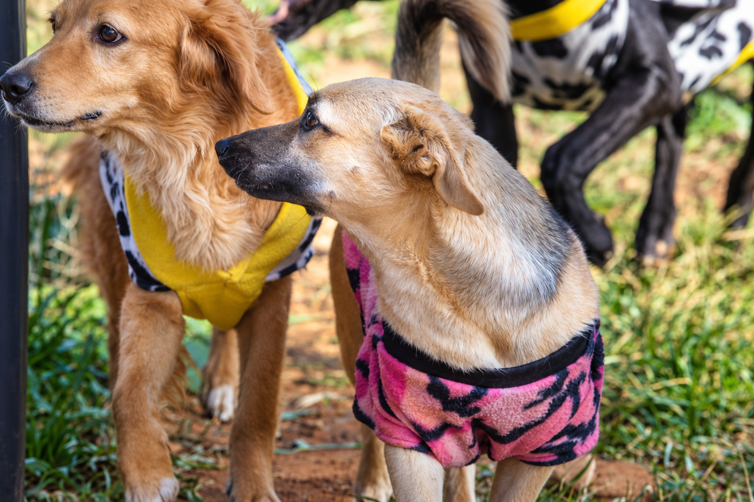 Campaign cover for Help Us Rescue 30 More Dogs in Paraguay.