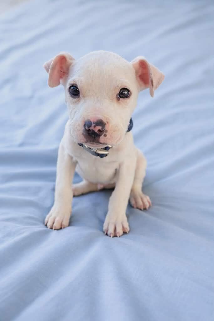 Campaign cover for Save Ranch & Cruton: A Fight Against Parvo