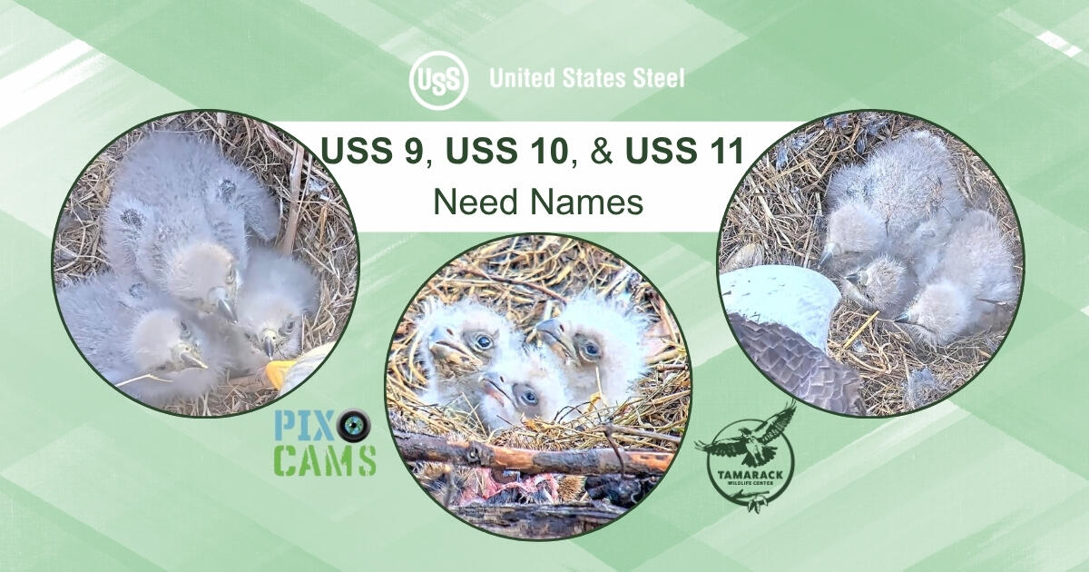 Campaign cover image for U.S. Steel Eaglet Naming Contest 2026