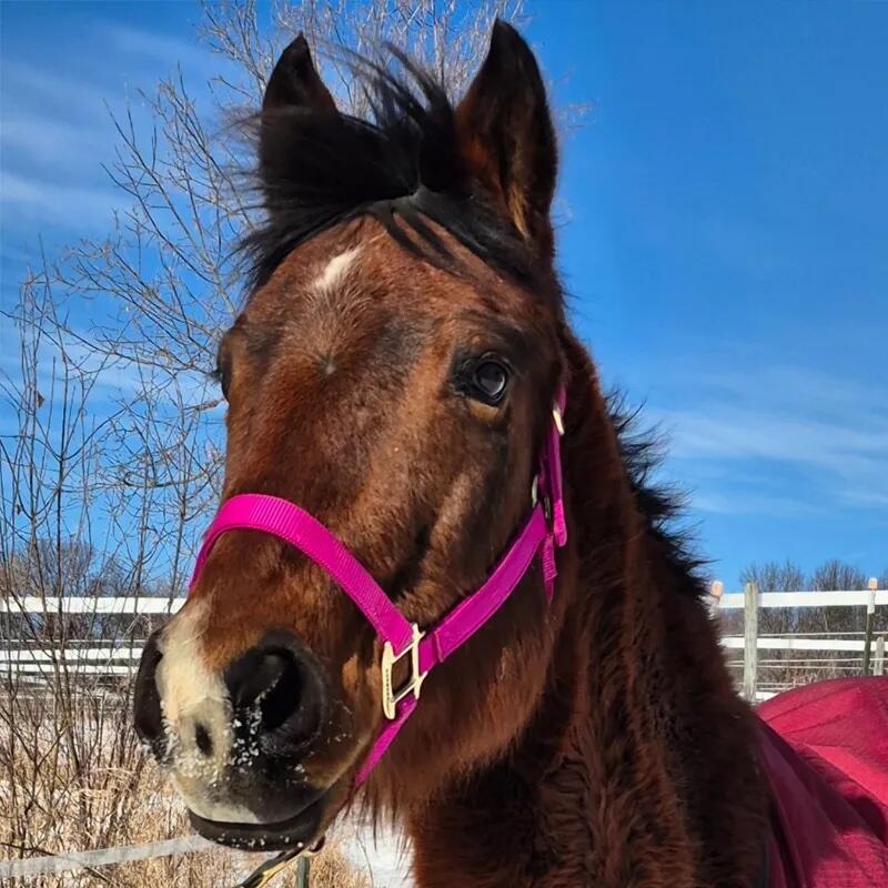 Campaign cover image for Belle Horse Sponsorship