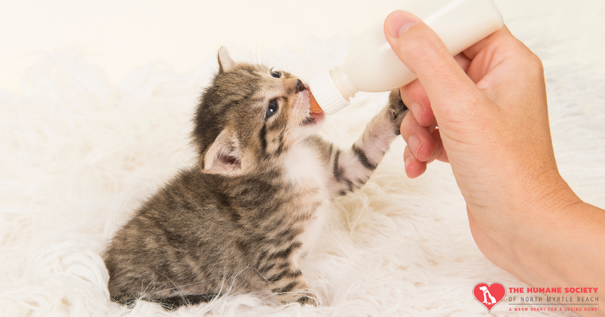 Campaign cover for 2026 Kitten Season