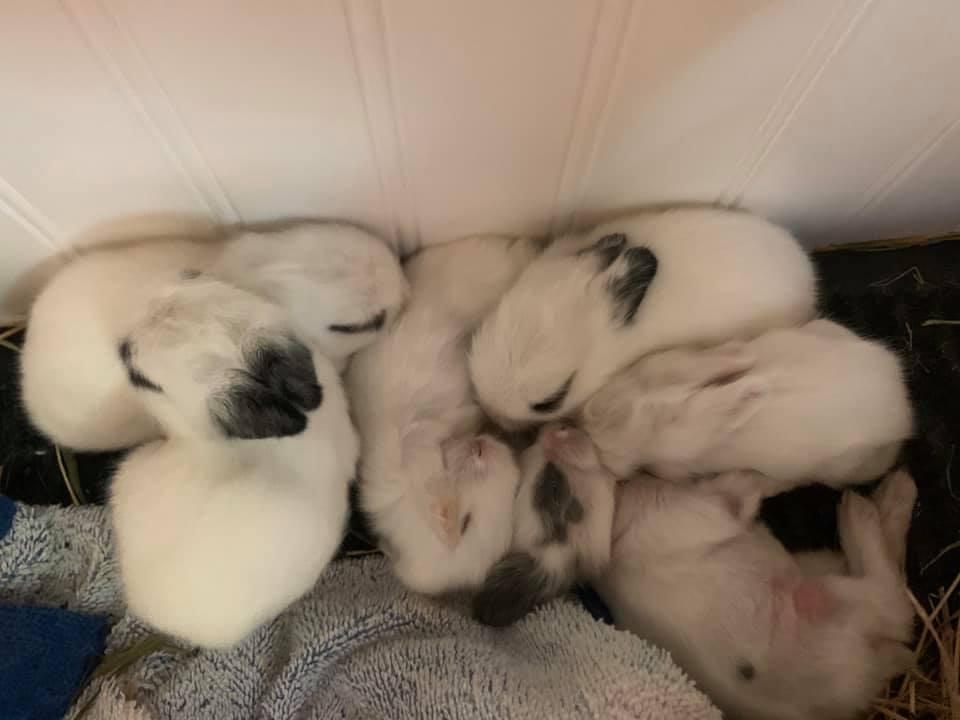 Campaign cover image for Business Sponsorship