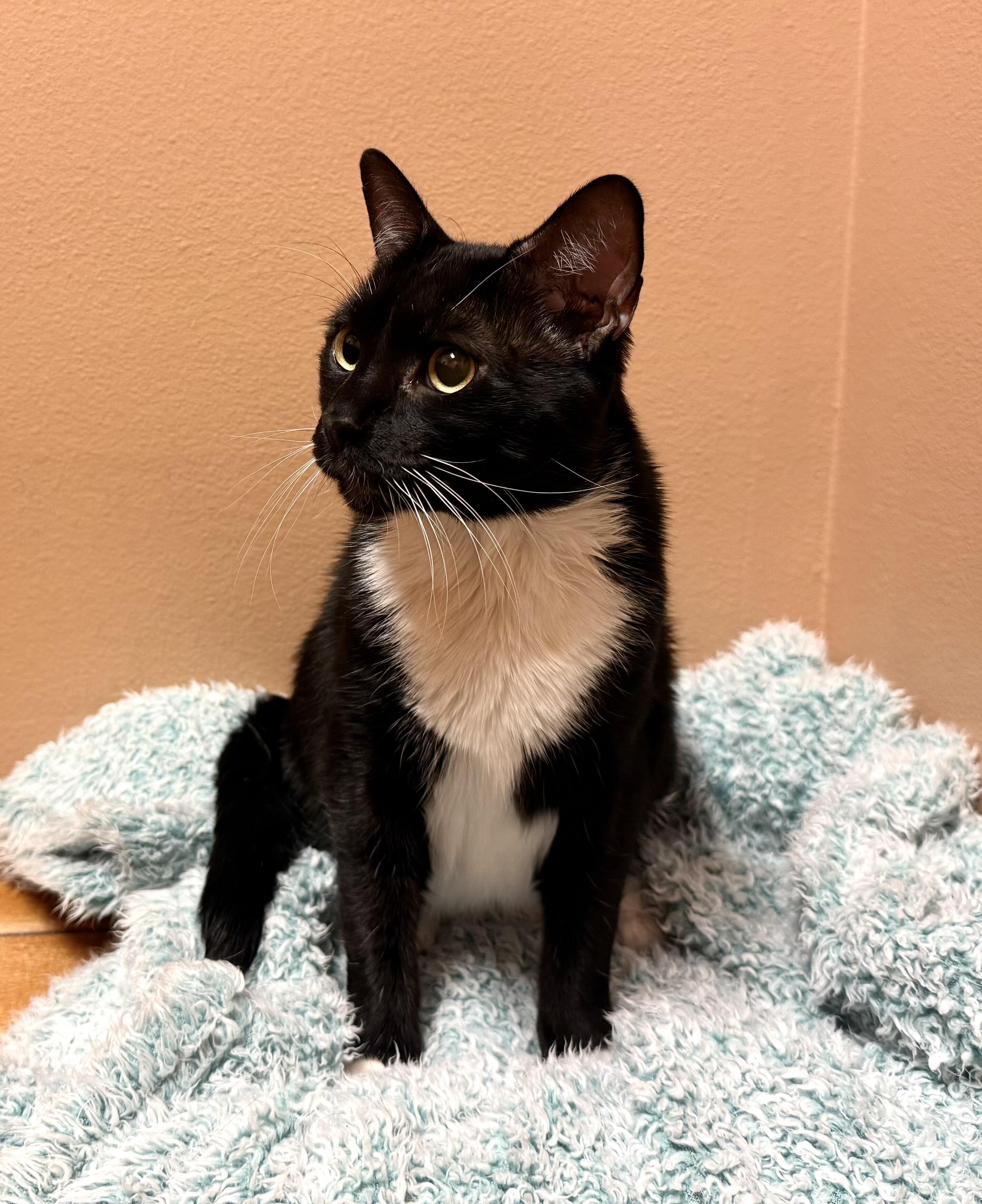 Campaign cover image for Sending Romeo Love ❤️