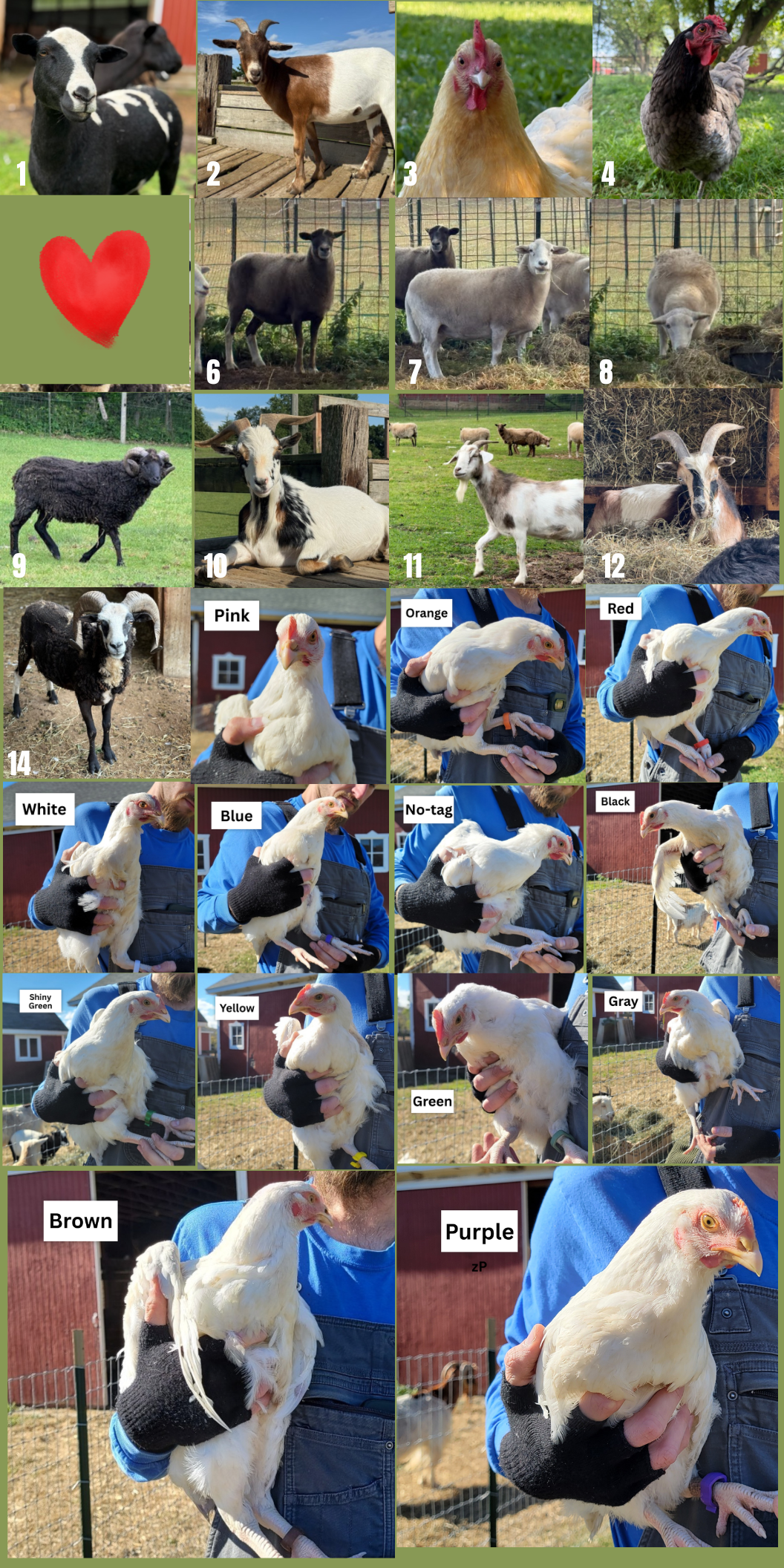 Campaign cover image for Name & Sponsor An Animal