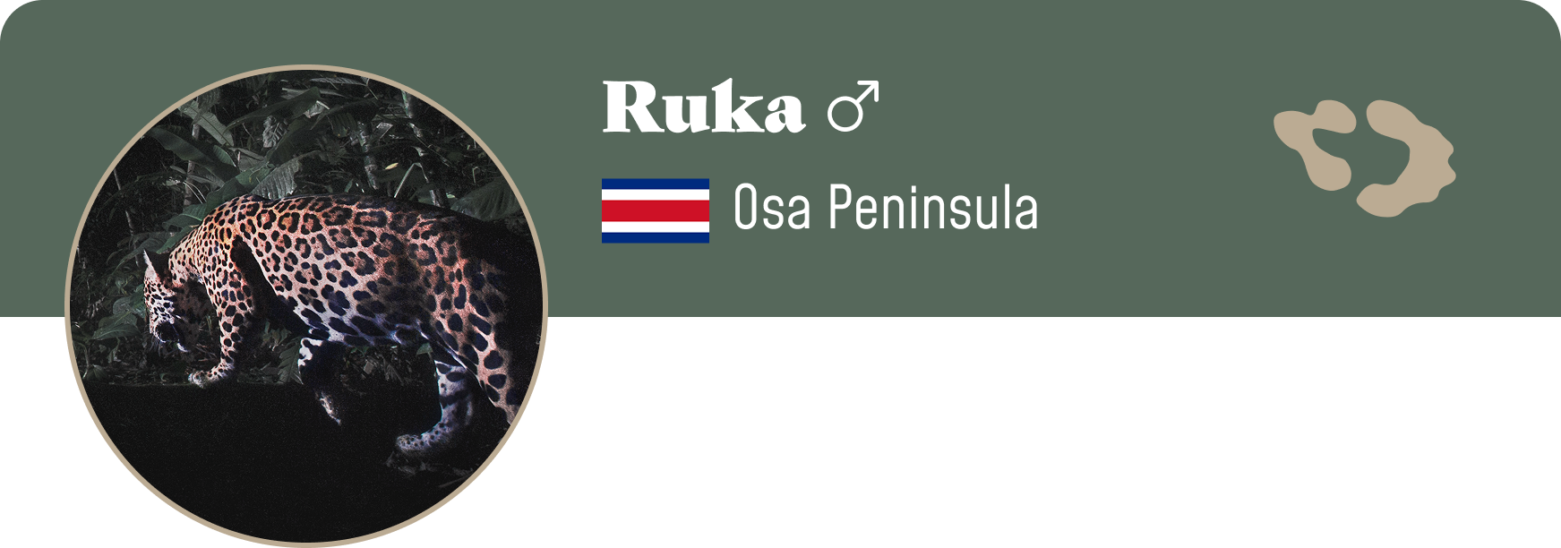 Campaign cover image for Adopt Ruka