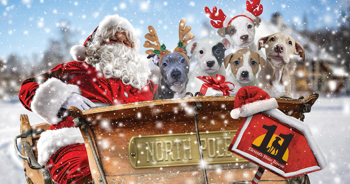 Campaign cover image for Eleventh Hour Rescue's 2025 Holiday Campaign
