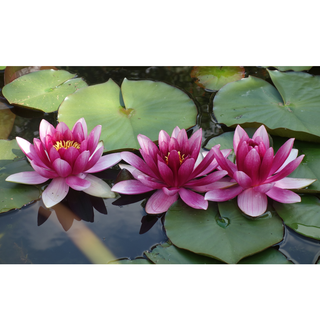 Campaign cover image for 2nd Annual Hope Blooms Benefit