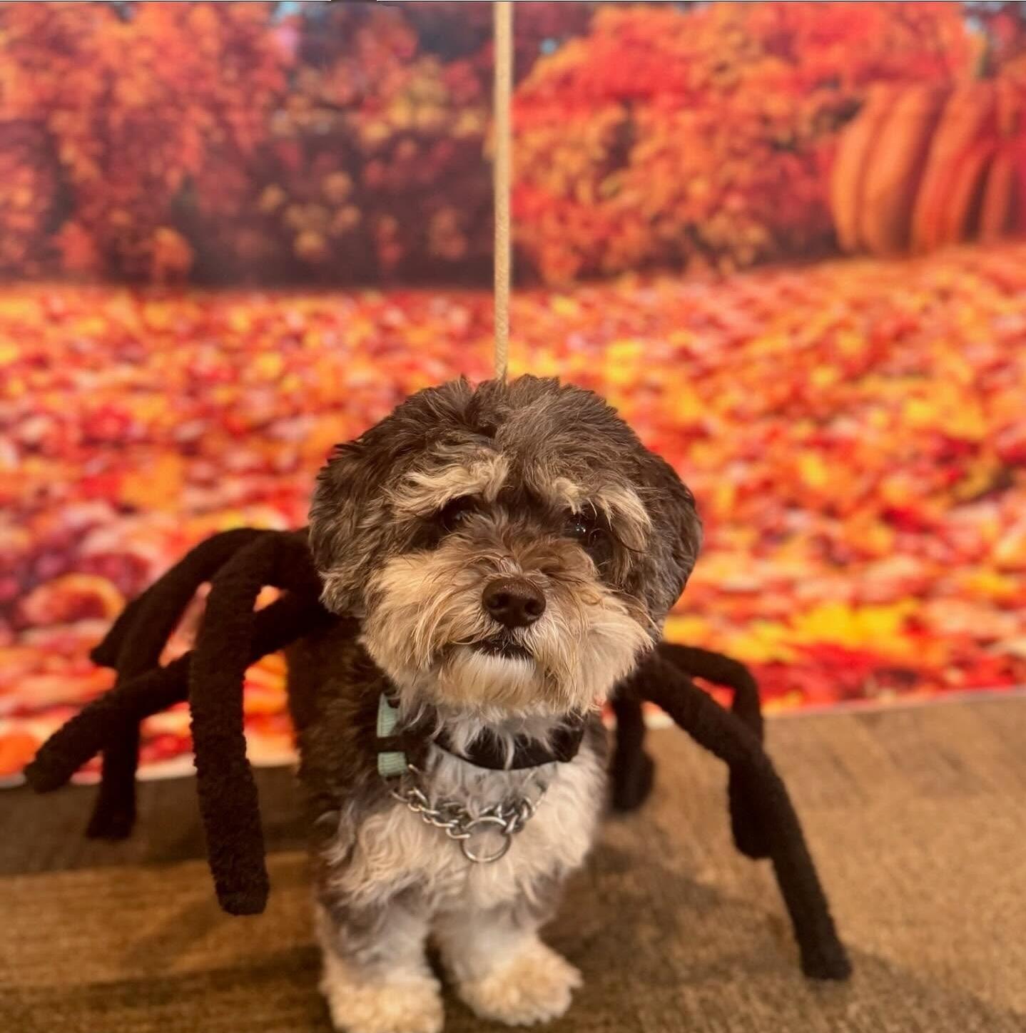 Campaign cover image for Howl-O-Ween Dog Costume Contest 2025!