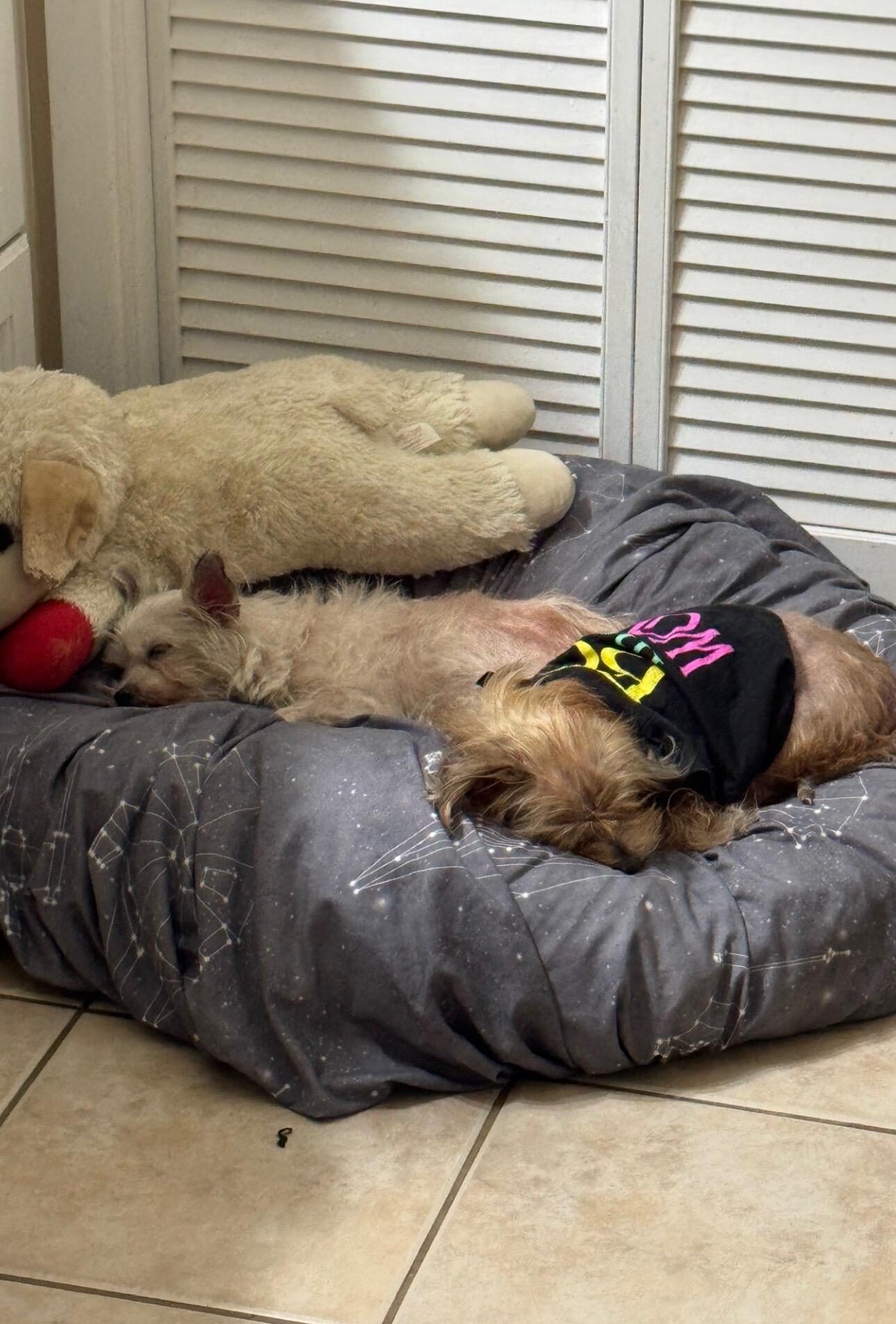 Campaign cover image for Vet Bills for Dogs Victim of House Fire