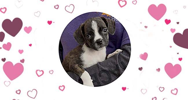 Campaign cover image for Puppy Love Valentine's Day Auction