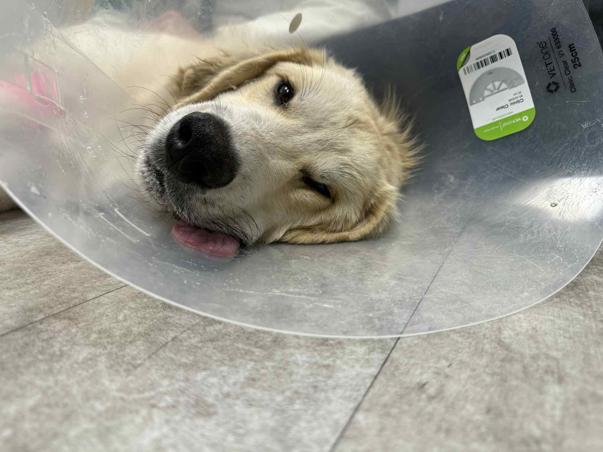 Campaign cover image for Help Sweet Puppy Molly Get Better