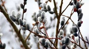 Campaign cover image for A NEW KIND OF DYNGUS DAY 2022 @ Mickiewicz