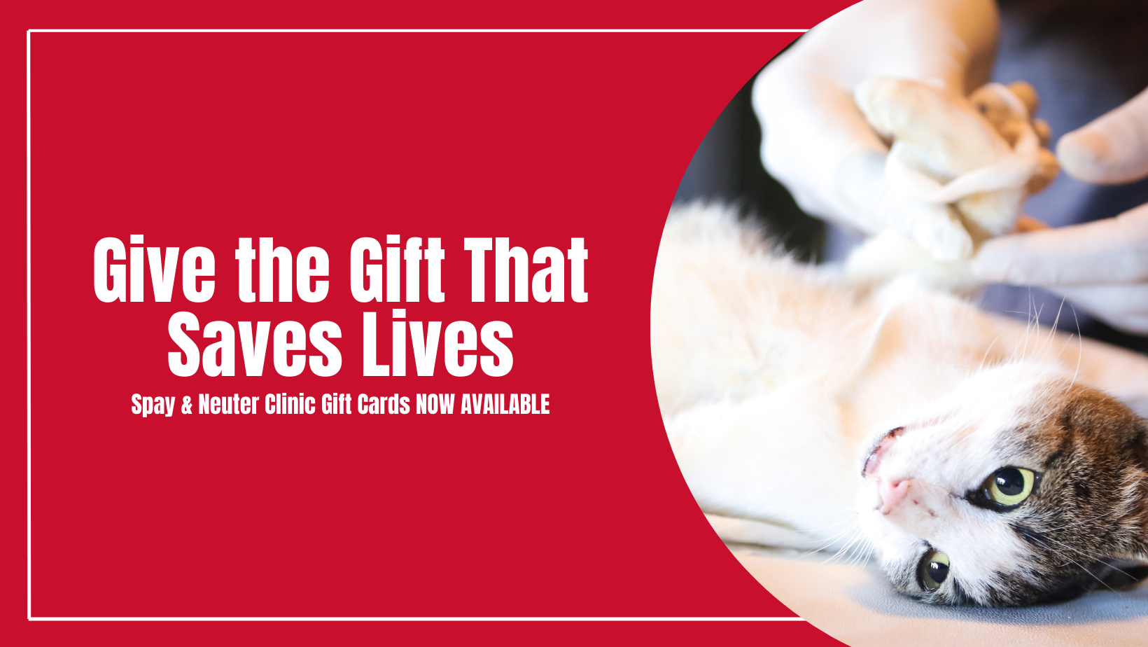 Campaign cover image for Give the Gift of Spay or Neuter