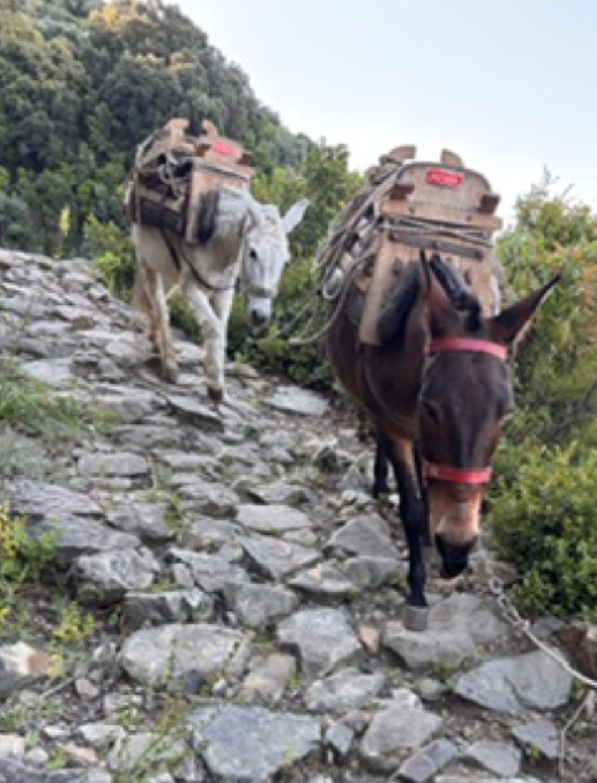 Campaign cover for Clear, restore, and map the ancient footpaths of Mount Athos